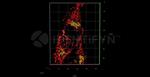 Mouse, IgG (H+L) SRM Secondary Antibody in Immunocytochemistry (ICC/IF)