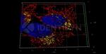 Mouse, IgG (H+L) SRM Secondary Antibody in Immunocytochemistry (ICC/IF)