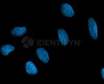 Mouse, IgG (H+L) SRM Secondary Antibody in Immunocytochemistry (ICC/IF)