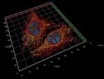 Mouse, IgG (H+L) SRM Secondary Antibody in Immunocytochemistry (ICC/IF)
