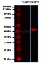 Mouse, IgG (H+L) SRM Secondary Antibody in Western Blot (WB)