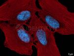 Rabbit IgG, (H+L) SRM Secondary Antibody in Immunocytochemistry (ICC/IF)