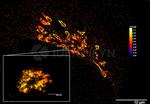 Rabbit IgG, (H+L) SRM Secondary Antibody in Immunocytochemistry (ICC/IF)