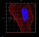 Rabbit IgG, (H+L) SRM Secondary Antibody in Immunocytochemistry (ICC/IF)