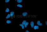 Rabbit IgG, (H+L) SRM Secondary Antibody in Immunocytochemistry (ICC/IF)