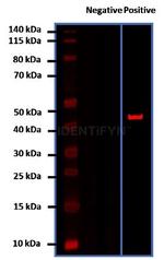 Rabbit IgG, (H+L) SRM Secondary Antibody in Western Blot (WB)