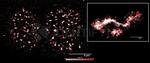 Human, IgG (H+L) SRM Secondary Antibody in Immunocytochemistry (ICC/IF)