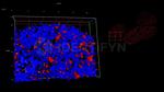 Human, IgG (H+L) SRM Secondary Antibody in Immunocytochemistry (ICC/IF)