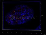 Human, IgG (H+L) SRM Secondary Antibody in Immunocytochemistry (ICC/IF)