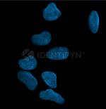 Human, IgG (H+L) SRM Secondary Antibody in Immunocytochemistry (ICC/IF)