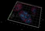 Human, IgG (H+L) SRM Secondary Antibody in Immunocytochemistry (ICC/IF)