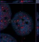 Human, IgG (H+L) SRM Secondary Antibody in Immunocytochemistry (ICC/IF)