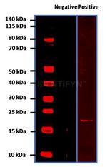 Human, IgG (H+L) SRM Secondary Antibody in Western Blot (WB)
