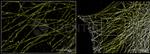 Mouse IgG, (H+L) SRM Secondary Antibody in Immunocytochemistry (ICC/IF)