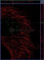 Mouse IgG, (H+L) SRM Secondary Antibody in Immunocytochemistry (ICC/IF)