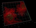 Mouse IgG, (H+L) SRM Secondary Antibody in Immunocytochemistry (ICC/IF)