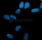 Mouse IgG, (H+L) SRM Secondary Antibody in Immunocytochemistry (ICC/IF)