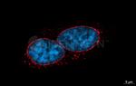 Mouse IgG, (H+L) SRM Secondary Antibody in Immunocytochemistry (ICC/IF)