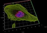 Mouse IgG, (H+L) SRM Secondary Antibody in Immunocytochemistry (ICC/IF)