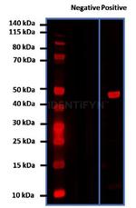 Mouse IgG, (H+L) SRM Secondary Antibody in Western Blot (WB)
