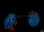 Rabbit IgG, (H+L) SRM Secondary Antibody in Immunocytochemistry (ICC/IF)