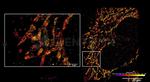 Rabbit IgG, (H+L) SRM Secondary Antibody in Immunocytochemistry (ICC/IF)