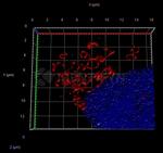 Rabbit IgG, (H+L) SRM Secondary Antibody in Immunocytochemistry (ICC/IF)