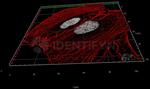 Rabbit IgG, (H+L) SRM Secondary Antibody in Immunocytochemistry (ICC/IF)