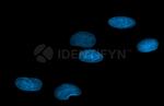 Rabbit IgG, (H+L) SRM Secondary Antibody in Immunocytochemistry (ICC/IF)