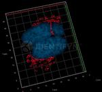 Rabbit IgG, (H+L) SRM Secondary Antibody in Immunocytochemistry (ICC/IF)