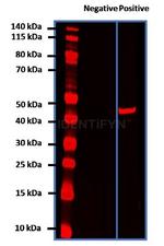 Rabbit IgG, (H+L) SRM Secondary Antibody in Western Blot (WB)