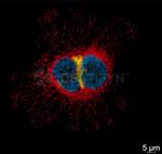 Mouse IgG, (H+L) SRM Secondary Antibody in Immunocytochemistry (ICC/IF)