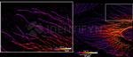 Mouse IgG, (H+L) SRM Secondary Antibody in Immunocytochemistry (ICC/IF)