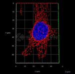 Mouse IgG, (H+L) SRM Secondary Antibody in Immunocytochemistry (ICC/IF)
