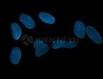 Mouse IgG, (H+L) SRM Secondary Antibody in Immunocytochemistry (ICC/IF)