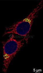 F(ab')2-Donkey anti-Mouse IgG, (H+L) SRM Identifyn™ Secondary Antibody, Alexa Fluor™ 647