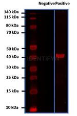 Mouse IgG, (H+L) SRM Secondary Antibody in Western Blot (WB)