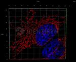 Rabbit IgG, (H+L) SRM Secondary Antibody in Immunocytochemistry (ICC/IF)