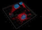 Rabbit IgG, (H+L) SRM Secondary Antibody in Immunocytochemistry (ICC/IF)