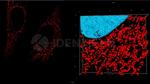 Rabbit IgG, (H+L) SRM Secondary Antibody in Immunocytochemistry (ICC/IF)