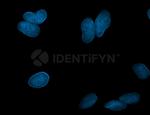 Rabbit IgG, (H+L) SRM Secondary Antibody in Immunocytochemistry (ICC/IF)