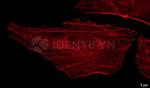 Rabbit IgG, (H+L) SRM Secondary Antibody in Immunocytochemistry (ICC/IF)