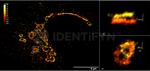 Rabbit IgG, (H+L) SRM Secondary Antibody in Immunocytochemistry (ICC/IF)