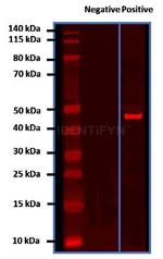 Rabbit IgG, (H+L) SRM Secondary Antibody in Western Blot (WB)