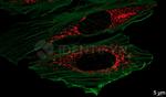 Mouse IgG, (H+L) SRM Secondary Antibody in Immunocytochemistry (ICC/IF)