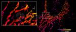 Mouse IgG, (H+L) SRM Secondary Antibody in Immunocytochemistry (ICC/IF)