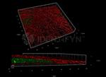 F(ab')2-Rabbit anti-Mouse IgG, (H+L) SRM Identifyn™ Secondary Antibody, Alexa Fluor™ 647