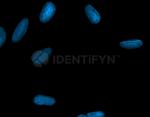 Mouse IgG, (H+L) SRM Secondary Antibody in Immunocytochemistry (ICC/IF)