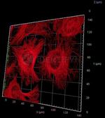 Mouse IgG, (H+L) SRM Secondary Antibody in Immunocytochemistry (ICC/IF)