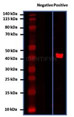 Mouse IgG, (H+L) SRM Secondary Antibody in Western Blot (WB)